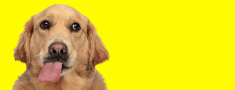 Goofy golden retriever dog sticking out tongue