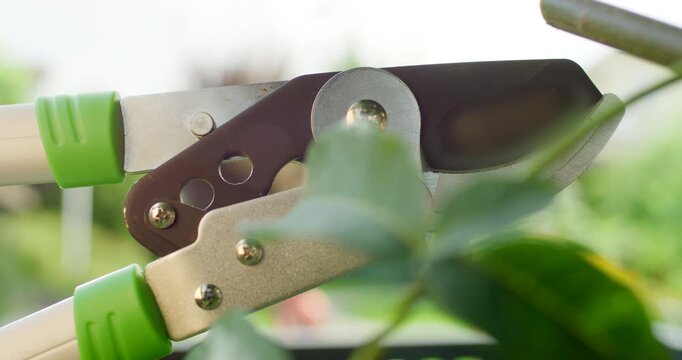 Close up of loppers pruning a branch in the garden