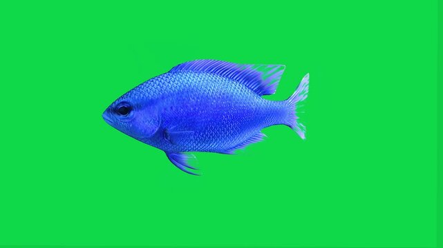 Beautiful Blue devil hamlet coral reefs and tropical fish aquarium colorful sea salt water fantasy avatar alien fish deep sea fish green blue black screen