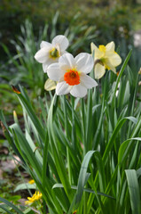  Narcissus 'Barret ' early spring blooming plant. Closeup  outdoors white petals and orange -red crown .Growing daffodils concept. 