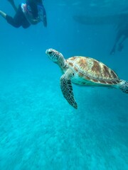 Obraz premium green sea turtle