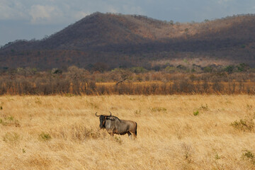 Wildebeest walking across open savanna