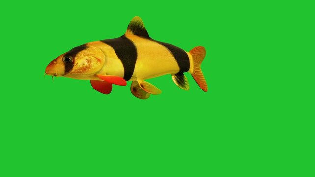 Beautiful Clown loach coral reefs and tropical fish aquarium colorful sea salt water fantasy avatar alien fish deep sea fish green blue black screen