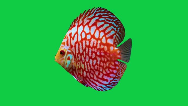 Beautiful Discus coral reefs and tropical fish aquarium colorful sea salt water fantasy avatar alien fish deep sea fish green blue black screen