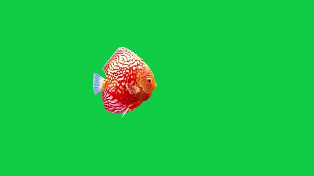 Beautiful Discus coral reefs and tropical fish aquarium colorful sea salt water fantasy avatar alien fish deep sea fish green blue black screen