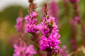 Obraz premium A common carder bee, bombus pascuorum, on a purple loosestrife in full bloom at Capel Manor College, London