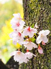 桜の木の幹から咲く美しいさくらの花