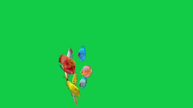 Beautiful Discus family coral reefs and tropical fish aquarium colorful sea salt water fantasy avatar alien fish deep sea fish green blue black screen