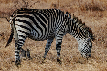 Zebra grazing in dry grassland