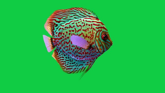Beautiful Discus coral reefs and tropical fish aquarium colorful sea salt water fantasy avatar alien fish deep sea fish green blue black screen