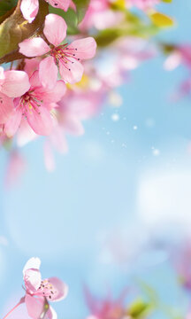 Close-up of vibrant pink flowers blooming on tree branch against a blue sky. A fresh and colorful spring nature. Beautiful gentle natural spring background with blooming tree branches.