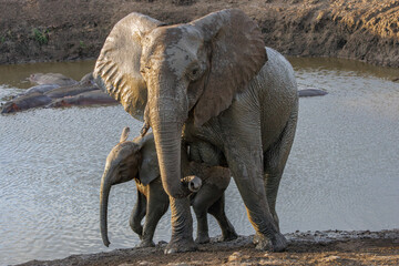 Elephant family standing at waterhole © Lukasz