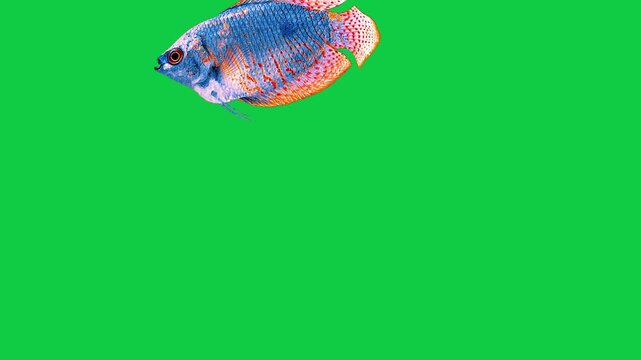 Beautiful pink gourami coral reefs and tropical fish aquarium colorful sea salt water fantasy avatar alien fish deep sea fish green blue black screen
