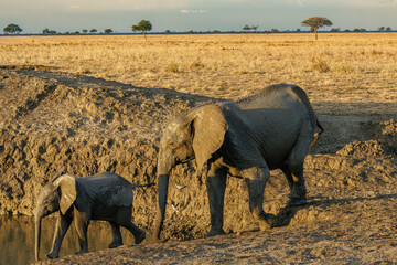 Elephant family walking across dry savanna © Lukasz
