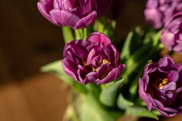 Obraz premium Lush bouquet of purple peony tulips in soft sunlight, close-up top view. Close-up of double late tulips Negrita Double with deep violet petals and yellow centers.
