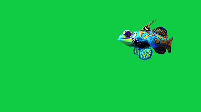 Beautiful Mandarinfish coral reefs and tropical fish aquarium colorful sea salt water fantasy avatar alien fish deep sea fish green blue black screen