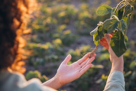 Agronomist holding soybean plant and inspecting roots in cultivated field
