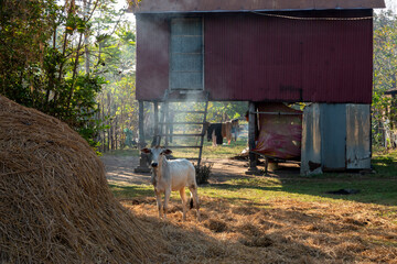 Cambodian rural scene.  A cow standing by a stack of rice straw in front of a smallholding