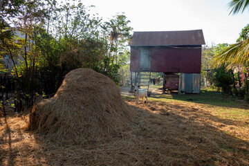 Cambodian rural scene.  A cow standing by a stack of rice straw in front of a smallholding