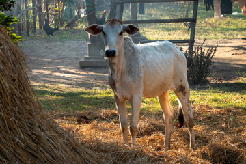 Cambodian rural scene.  A cow standing by a stack of rice straw in front of a smallholding