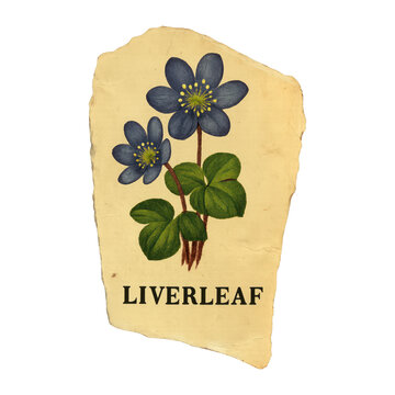 PNG Vintage botanical liverleaf illustration.