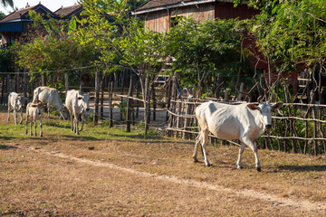 Cambodian rural scene.  White cows walking along the edge of the road in Cambodia.