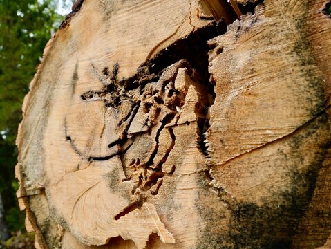 Cutted poplar tree with damage, galleries, and tunnels by the large poplar longhorn (Saperda carcharias), also known as poplar borer and giant poplar borer beetle. Sweden