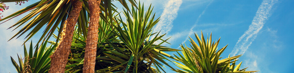 Yucca gigantea in the park. Foliage nature background. Horizontal banner