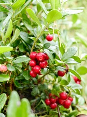 Obraz premium The lingonberry (Vaccinium vitis-idaea), also known as cowberry, mountain cranberry, partridgeberry and foxberry