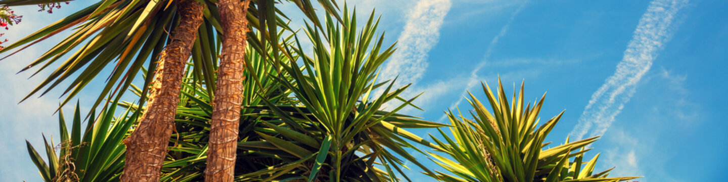 Yucca gigantea in the park. Foliage nature background. Horizontal banner