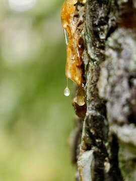 The Norway spruce (Picea abies) resin or sap drops, also known as European spruce, common spruce and Scandinavian spruce