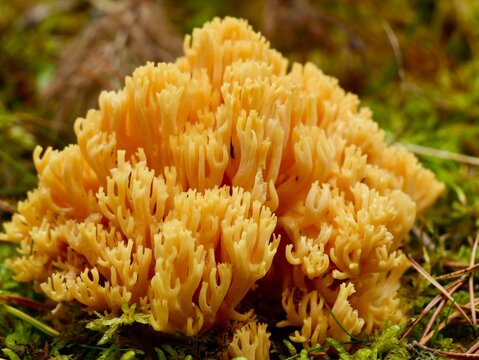 Coral fungus of the genus Phaeoclavulina (unidentified species), a branched woodland mushroom. Sweden