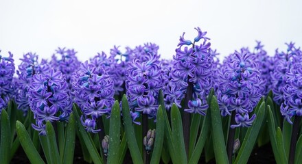 Obraz premium Spring scenes: Vibrant Purple Hyacinths Blooming with Fresh Dew Drops Against a Bright White Background, Symbolizing New Beginnings and Natural Beauty.