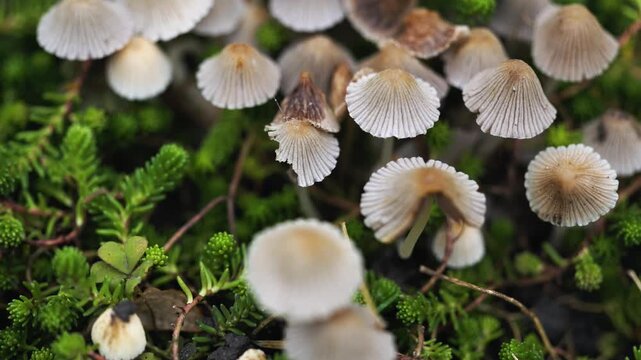Partially shaded large group of tiny Ink cap mushrooms Coprinellus disseminatus growing among moss on a rotting log in a forest