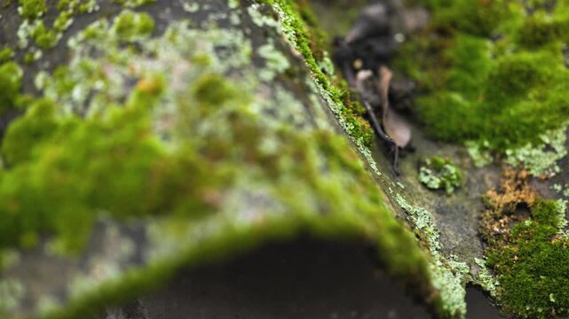 Old rough tiles roof overgrown with moss.