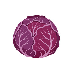 Obraz premium Fresh whole red cabbage isolated on a white background.