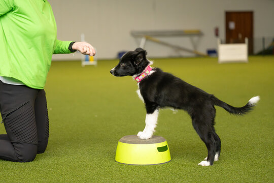 dog training and sport &ndash; puppy, border collie dog learning with positive reinforcement, focus, obedience, and teamwork