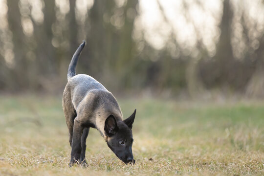 Side view of 13-week-old Malinois puppy sniffing and tracking scent on autumn meadow