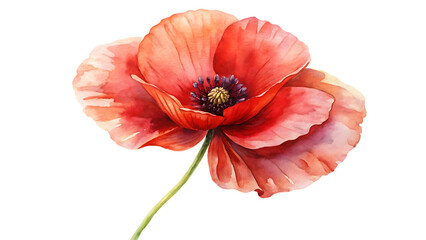 Watercolor Red Poppy Flower painting