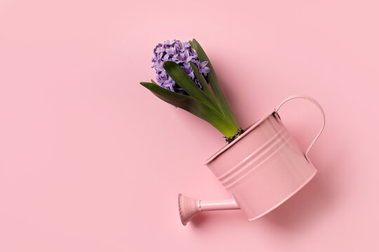 Spring, gardening and horticulter concept with hyacinths and watering can on pink background, top view