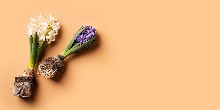 Spring, gardening and growth concept with hyacinth with roots and tools on beige background