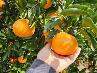 Fully ripened, field-grown Jeju tangerines