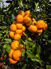 Fully ripened, field-grown Jeju tangerines