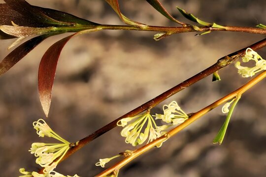 Stems of Willow-leaved hakea (Hakea salicifolia). Australian native plant.