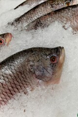Close-up perspective of fresh fish, specifically tilapia, displayed chilled on crushed ice in a seafood market or grocery store setting, exhibiting natural textures and colors in culinary pr