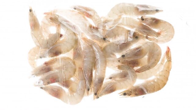 Packaging and Freezing Fresh Prawns. King prawns are vacuum packed and rapidly cooled with an ice jet, creating a white steam effect on a white background