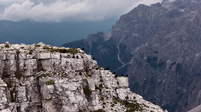 Flock of choughs flying from a rocky cliff in the majestic dolomites
