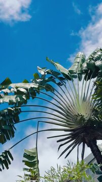 Fan palm tree and blue sky