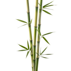 Fototapeta premium Green bamboo stalk isolated on transparent background