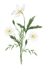Fototapeta premium Watercolor white wildflower isolated. Hand drawn botanical illustration for spring, summer print, greeting cards, wedding invitation
